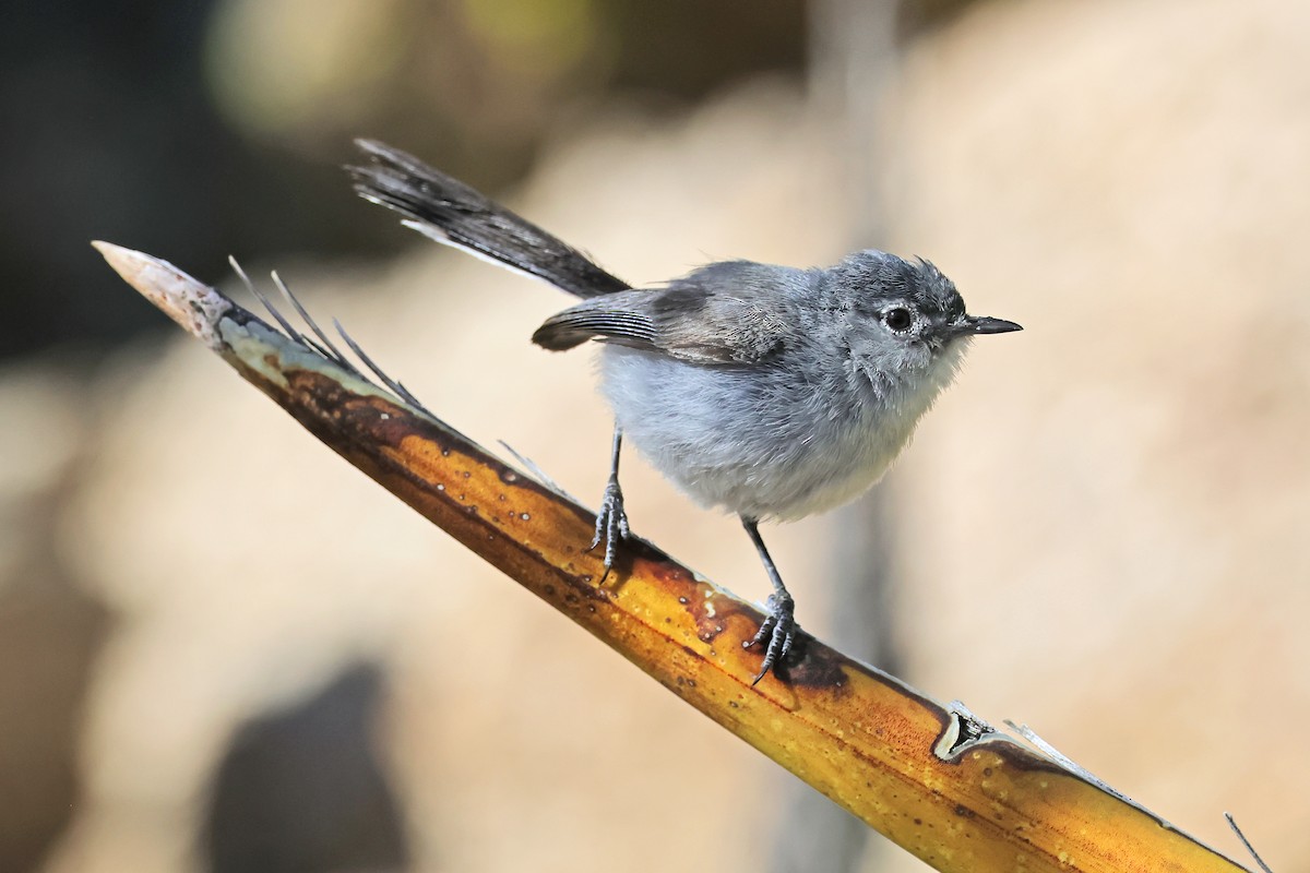 Black-tailed Gnatcatcher - ML638161738