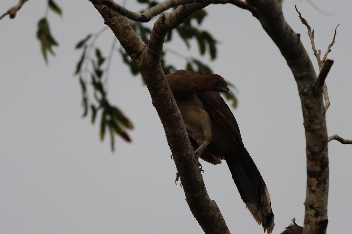 Chestnut-winged Chachalaca - ML638161741