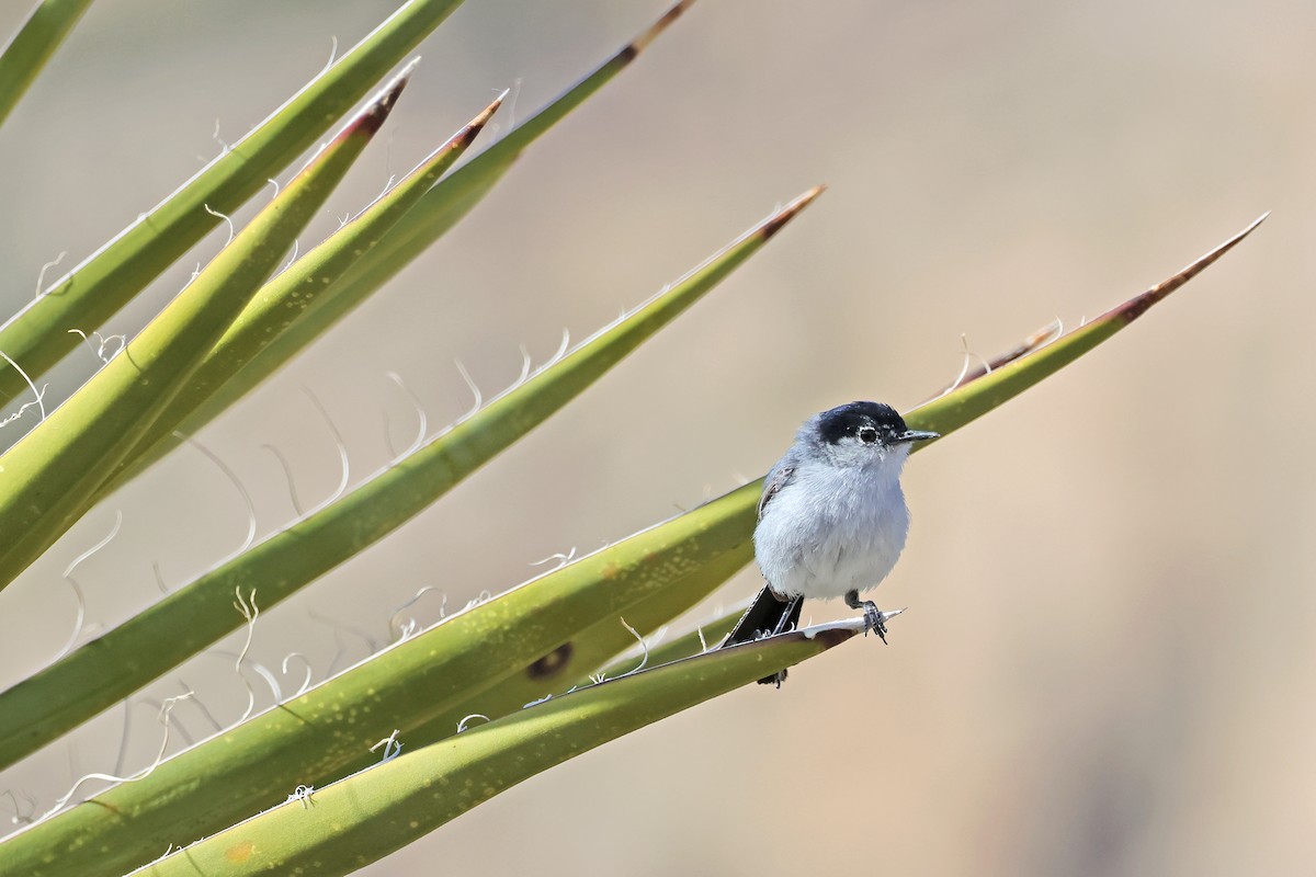 Black-tailed Gnatcatcher - ML638161743