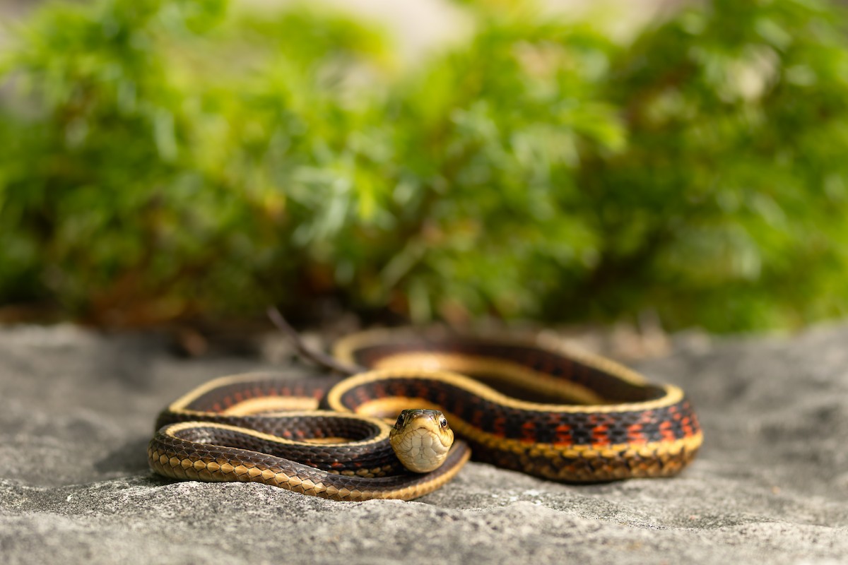 Animals - ML638161749