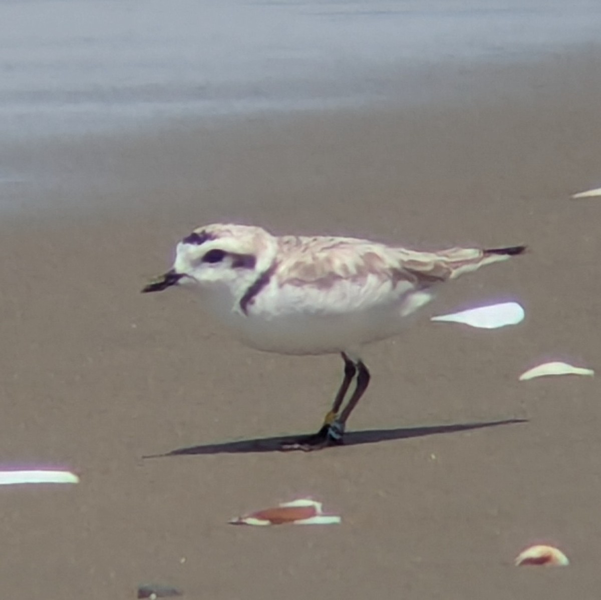 Snowy Plover - ML638161750