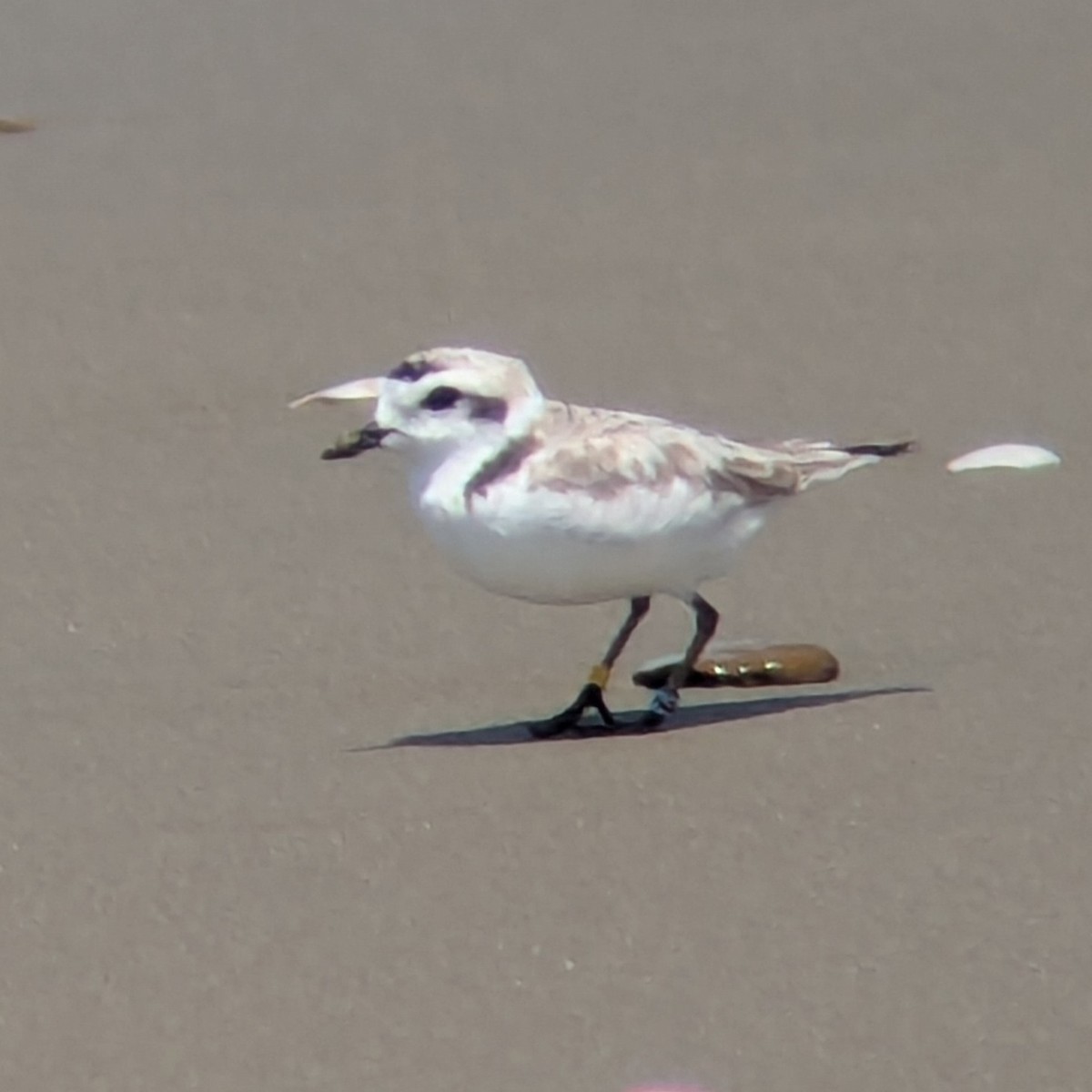 Snowy Plover - ML638161758