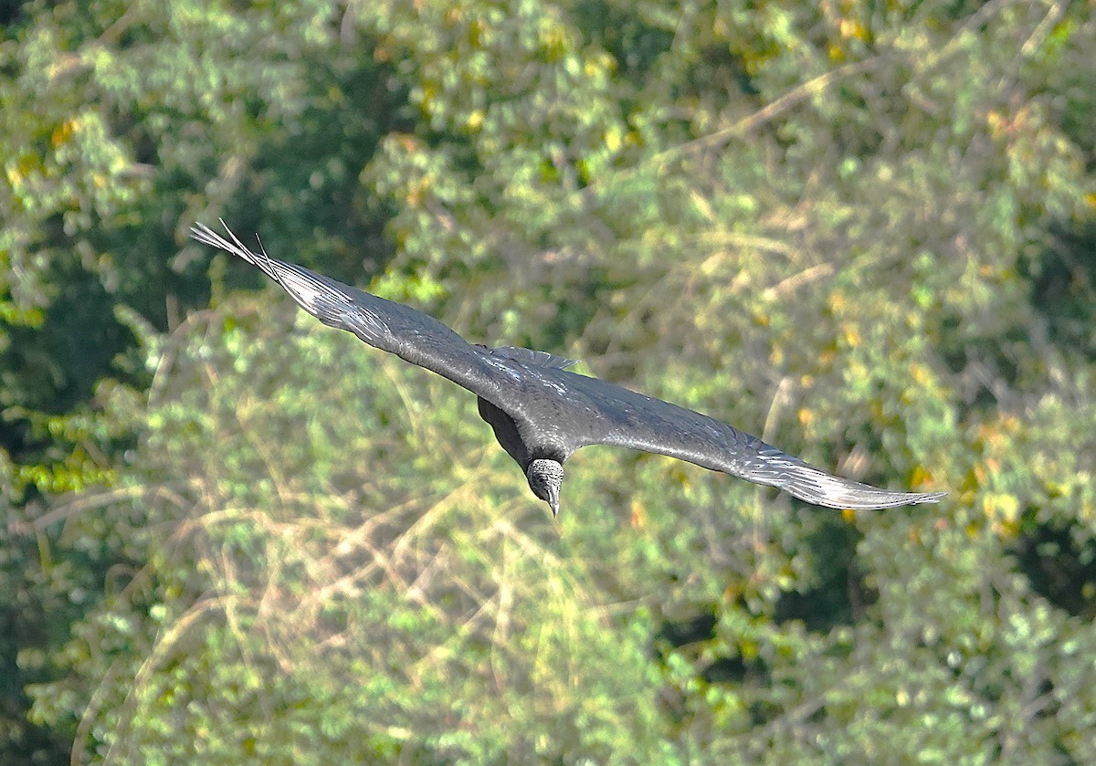 Black Vulture - ML638161759