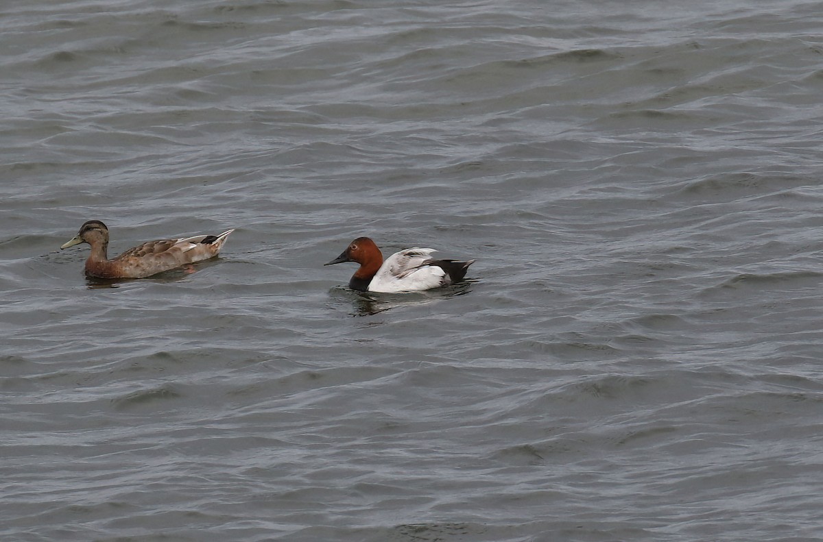 Canvasback - ML638161842