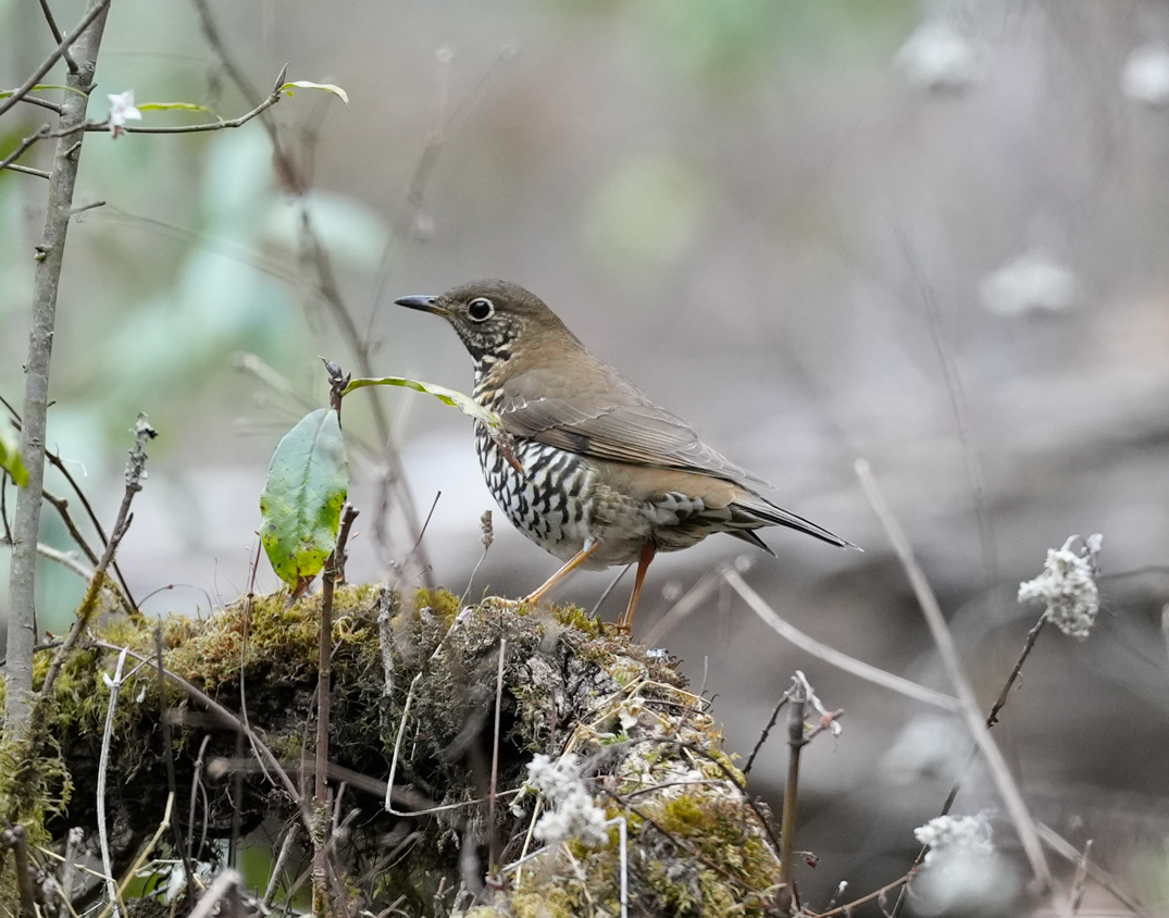 Alpine Thrush - ML638161893