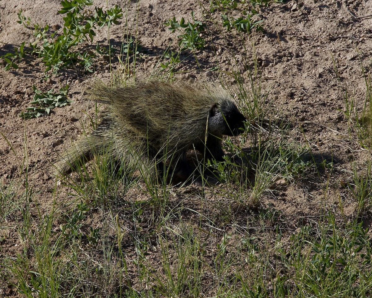 North American Porcupine - ML638161924