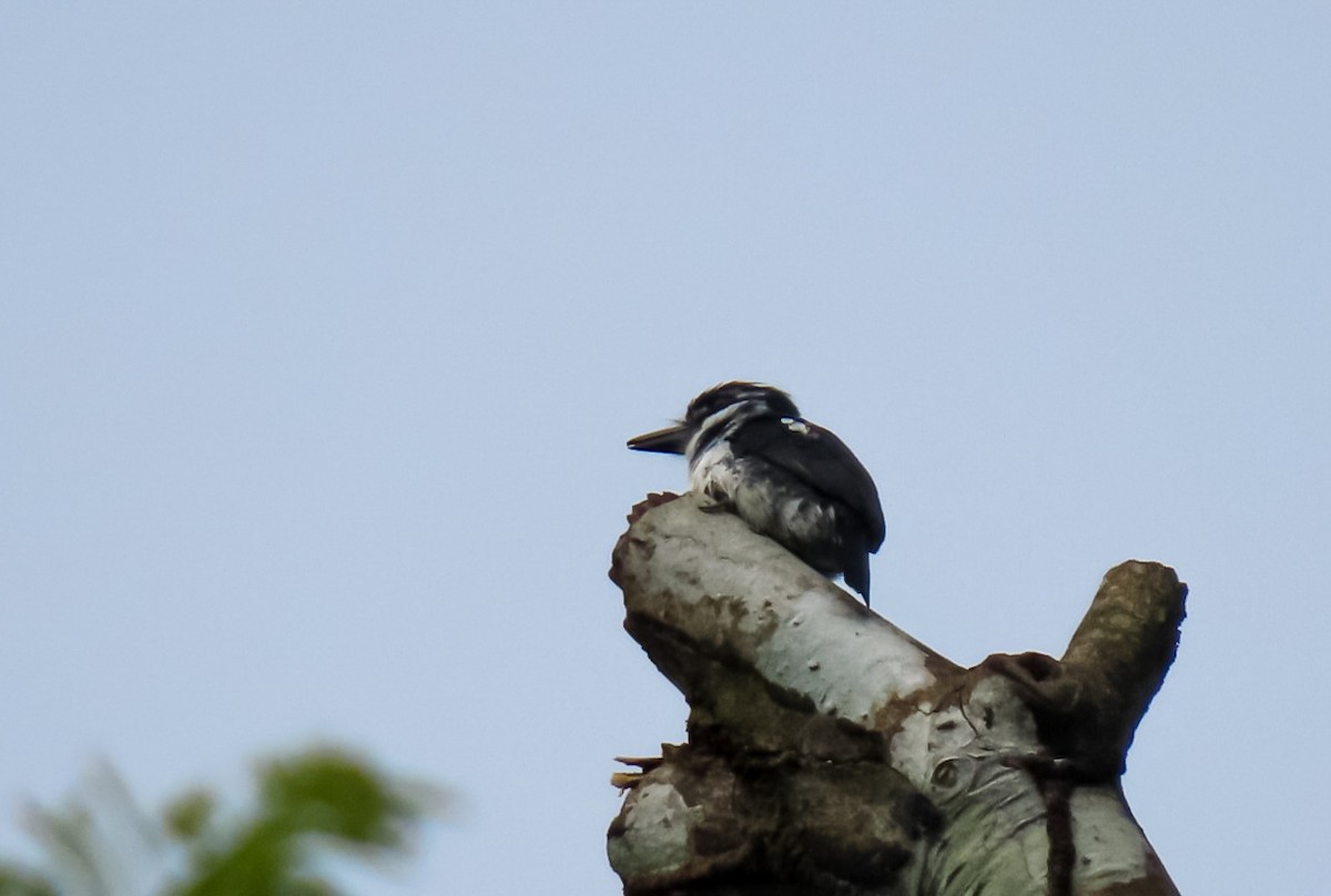 Pied Puffbird - ML638161925