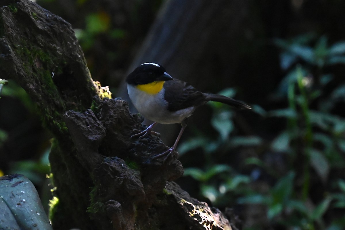 White-naped Brushfinch - ML638161962