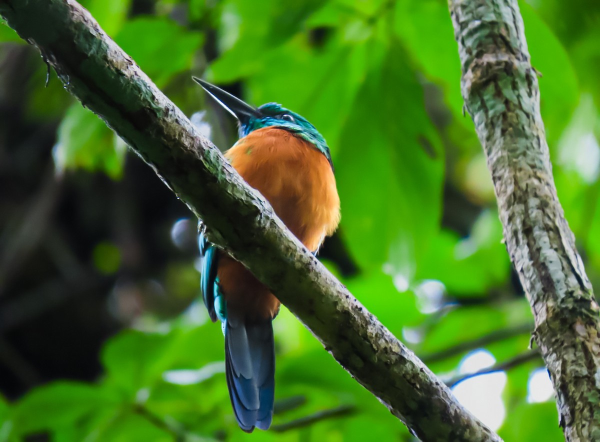 Great Jacamar - ML638161963