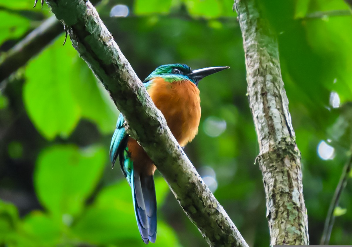 Great Jacamar - ML638161964