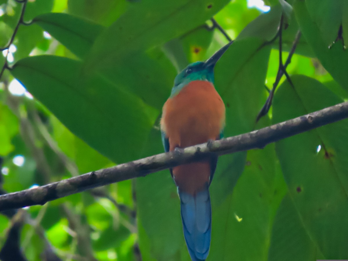 Great Jacamar - ML638161965