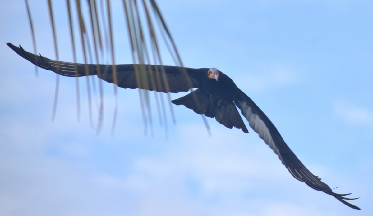 Lesser Yellow-headed Vulture - ML638161970