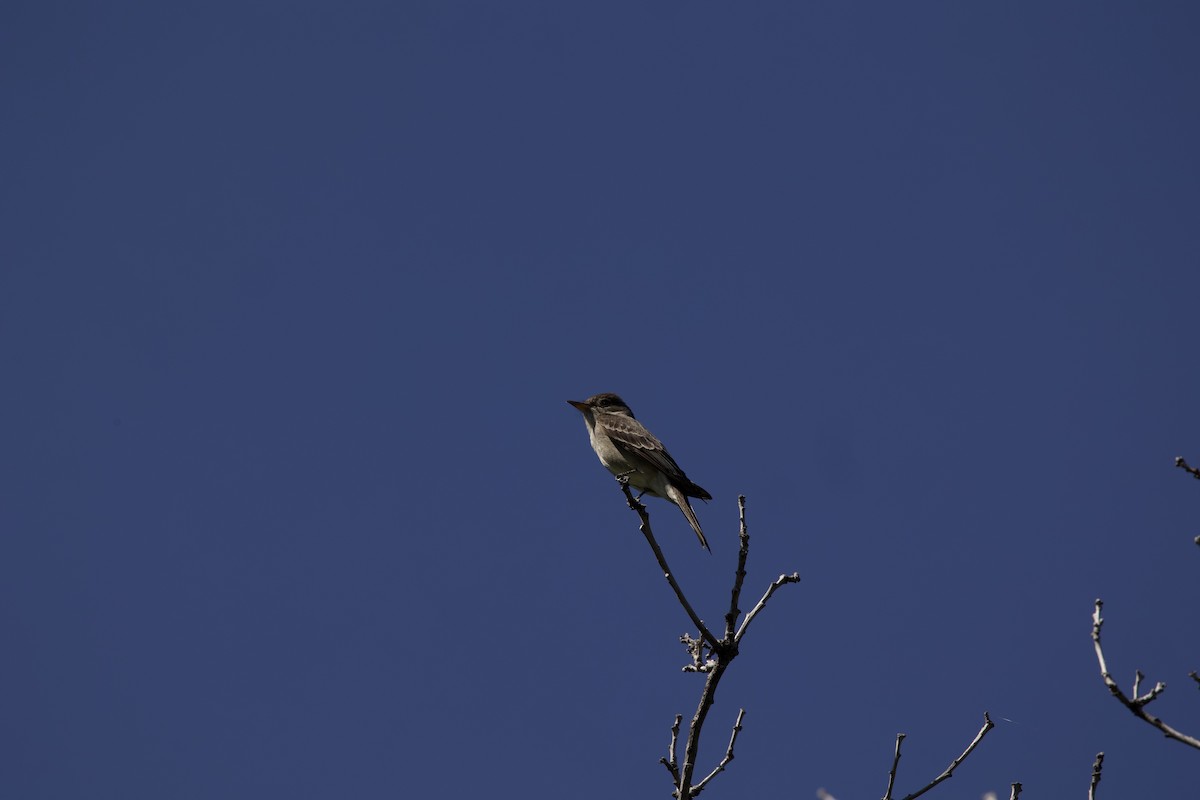 Western Wood-Pewee - ML638161990