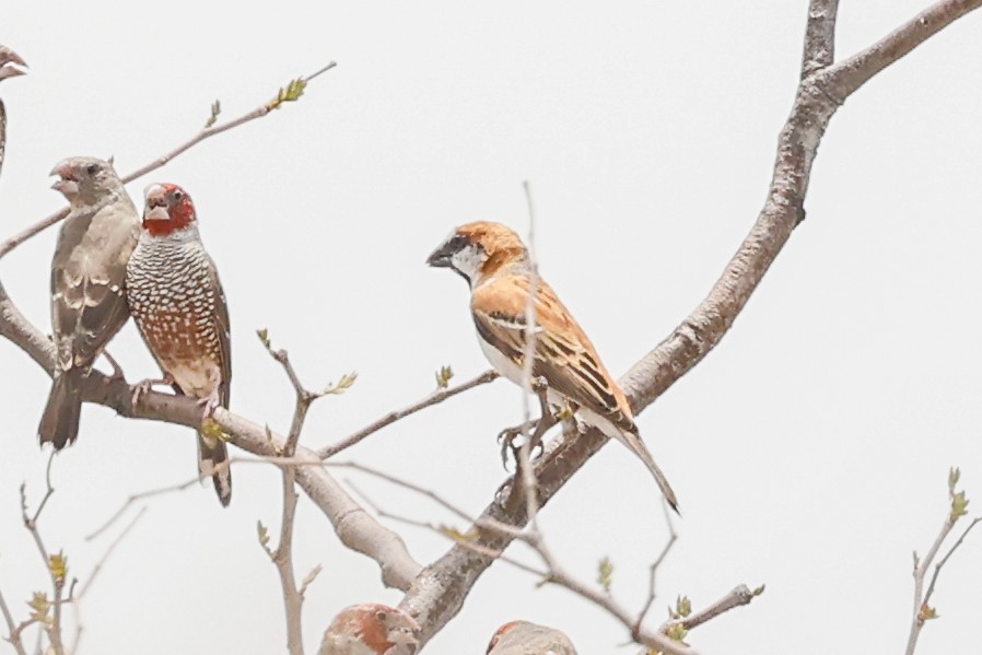 Great Rufous Sparrow - ML638162010