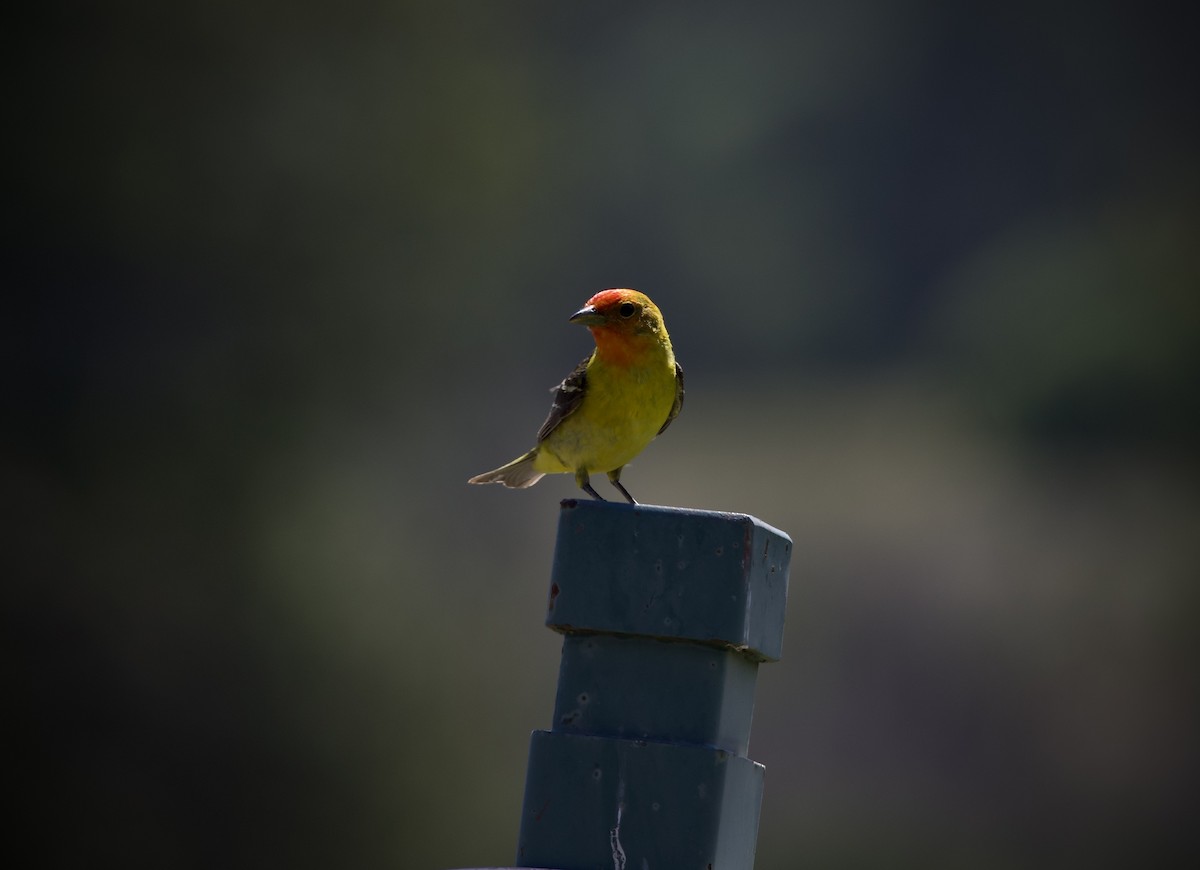Western Tanager - ML638162069
