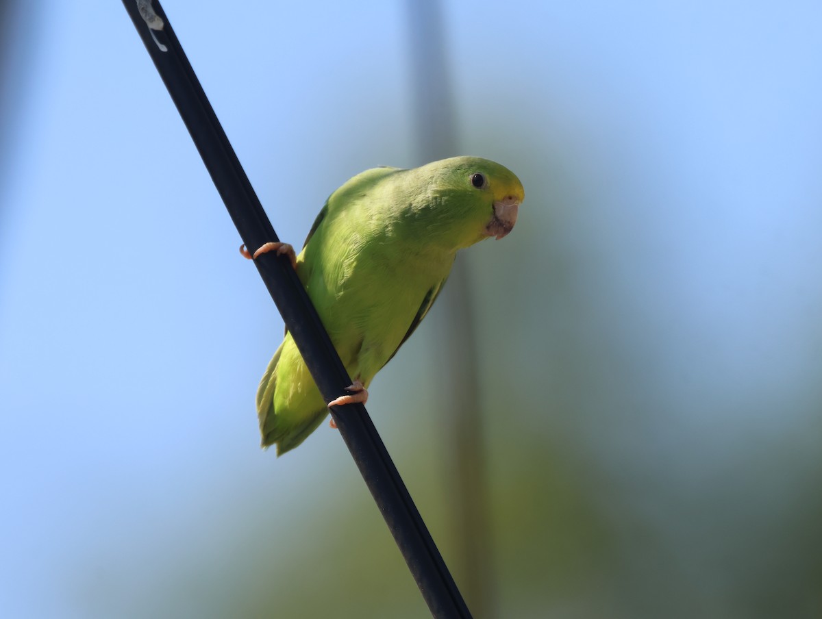 Turquoise-winged Parrotlet - ML638162106