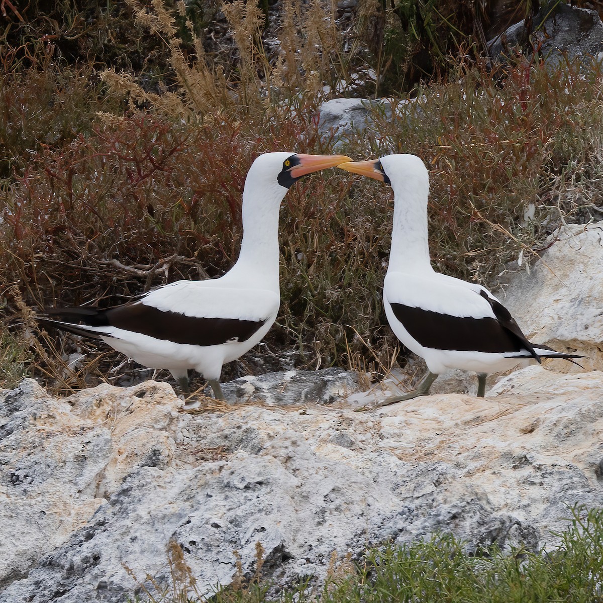 Nazca Booby - ML638162124