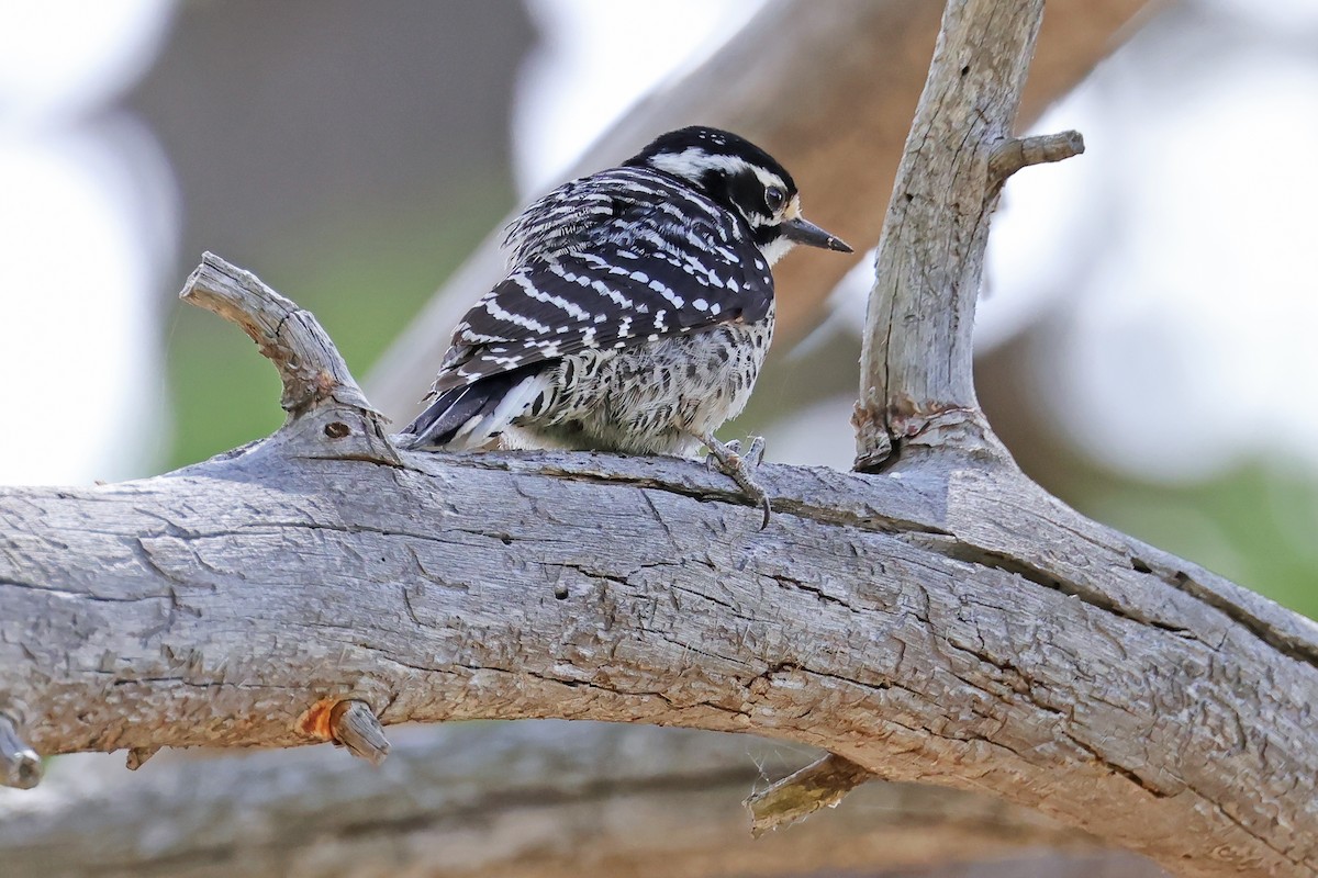 Nuttall's Woodpecker - ML638162131