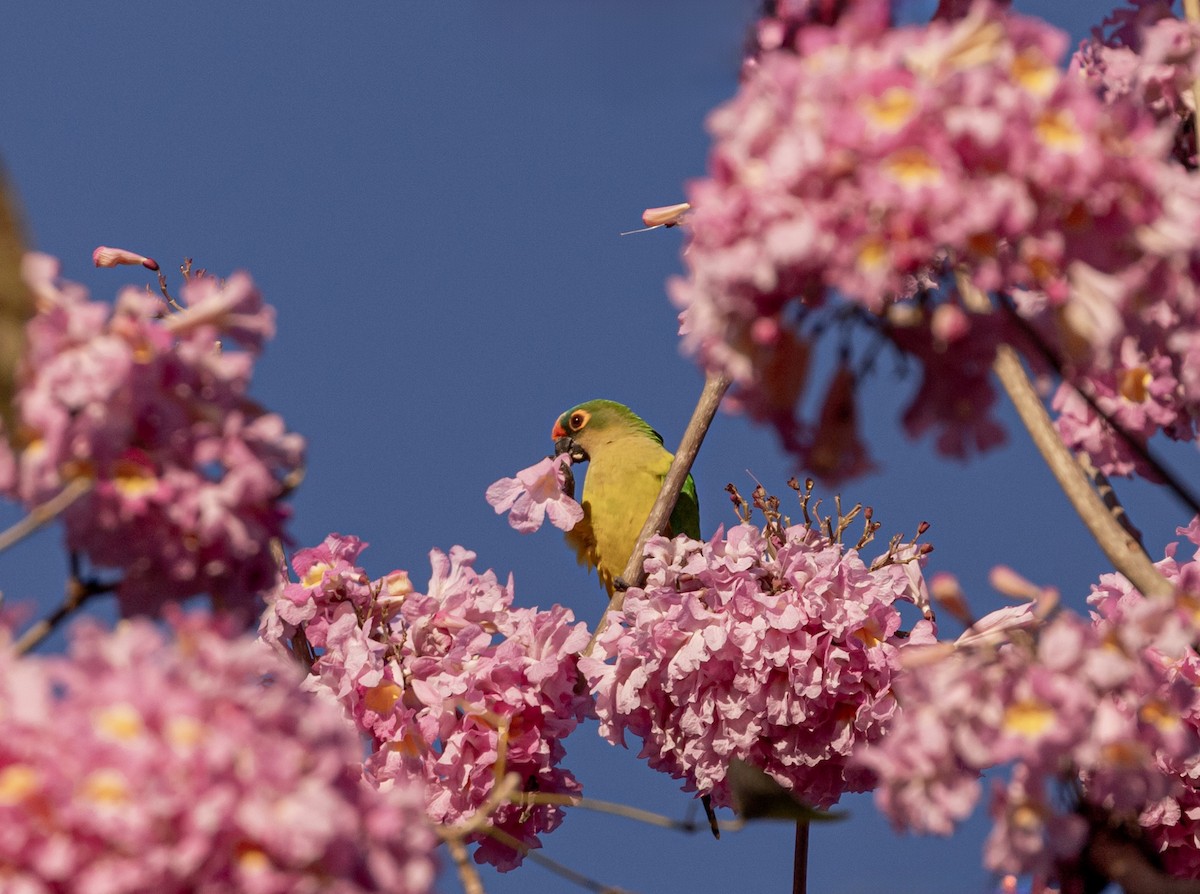 Peach-fronted Parakeet - ML638162150