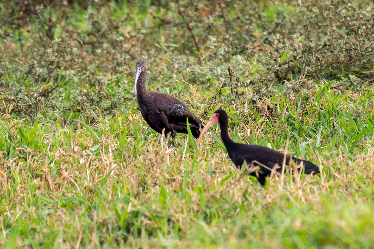 Bare-faced Ibis - ML638162164