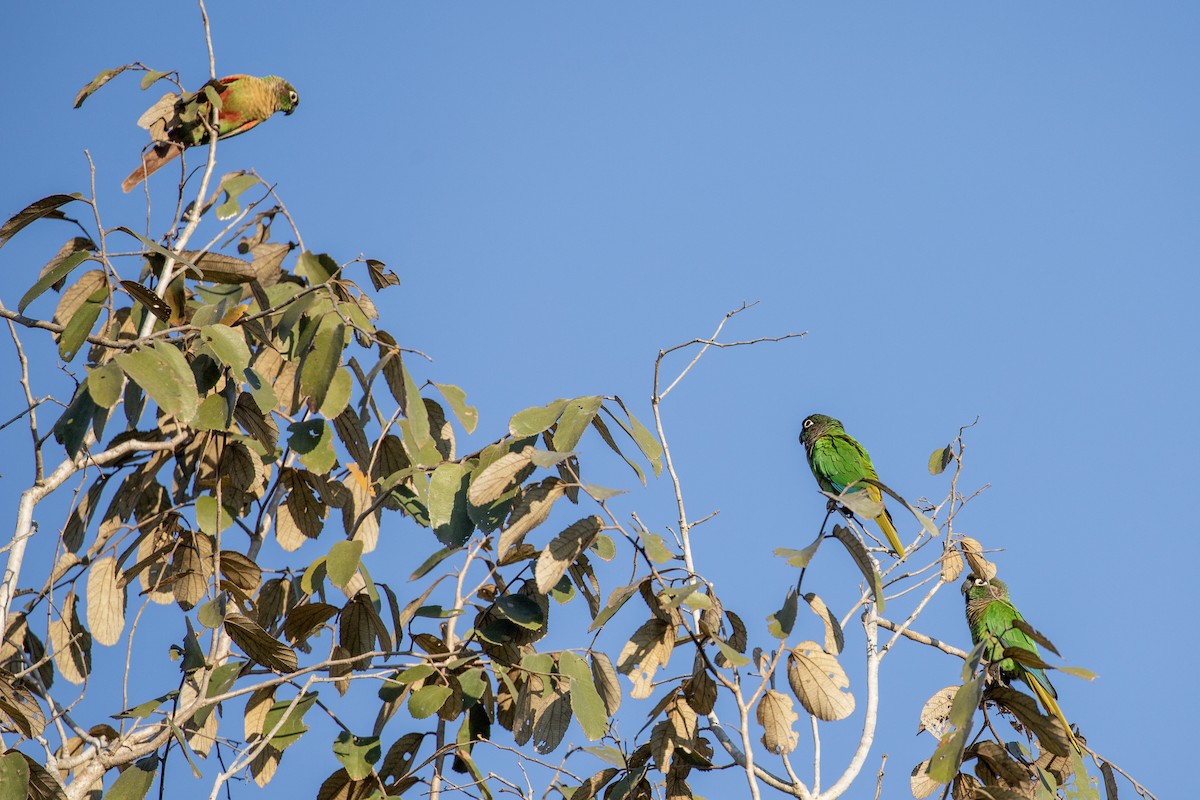 Blaze-winged Parakeet - ML638162165