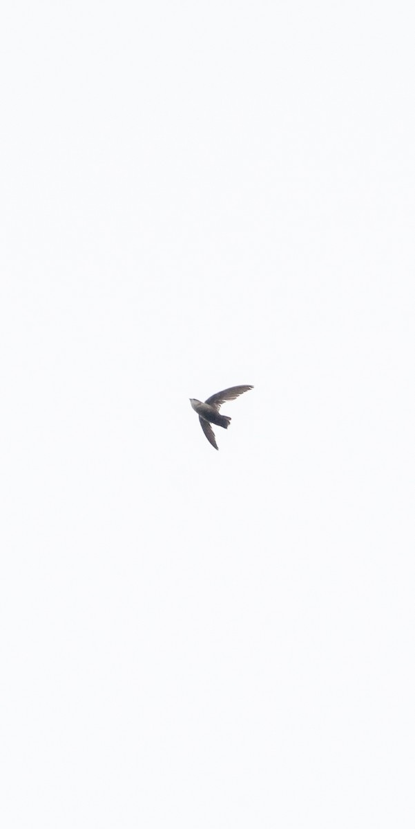 Vaux's Swift - ML638162167
