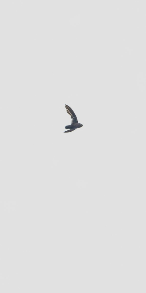 Vaux's Swift - ML638162169