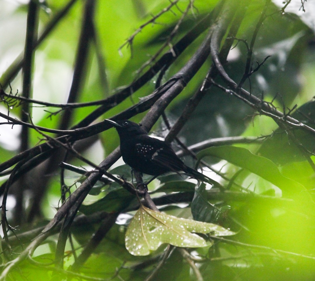 Dot-winged Antwren - ML638162200