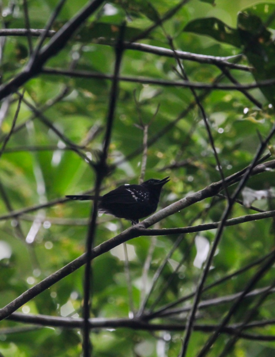 Dot-winged Antwren - ML638162201
