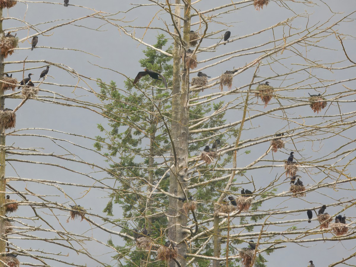 Double-crested Cormorant - ML638162203