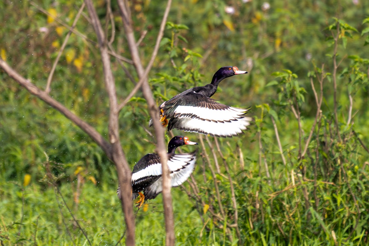 Rosy-billed Pochard - ML638162204
