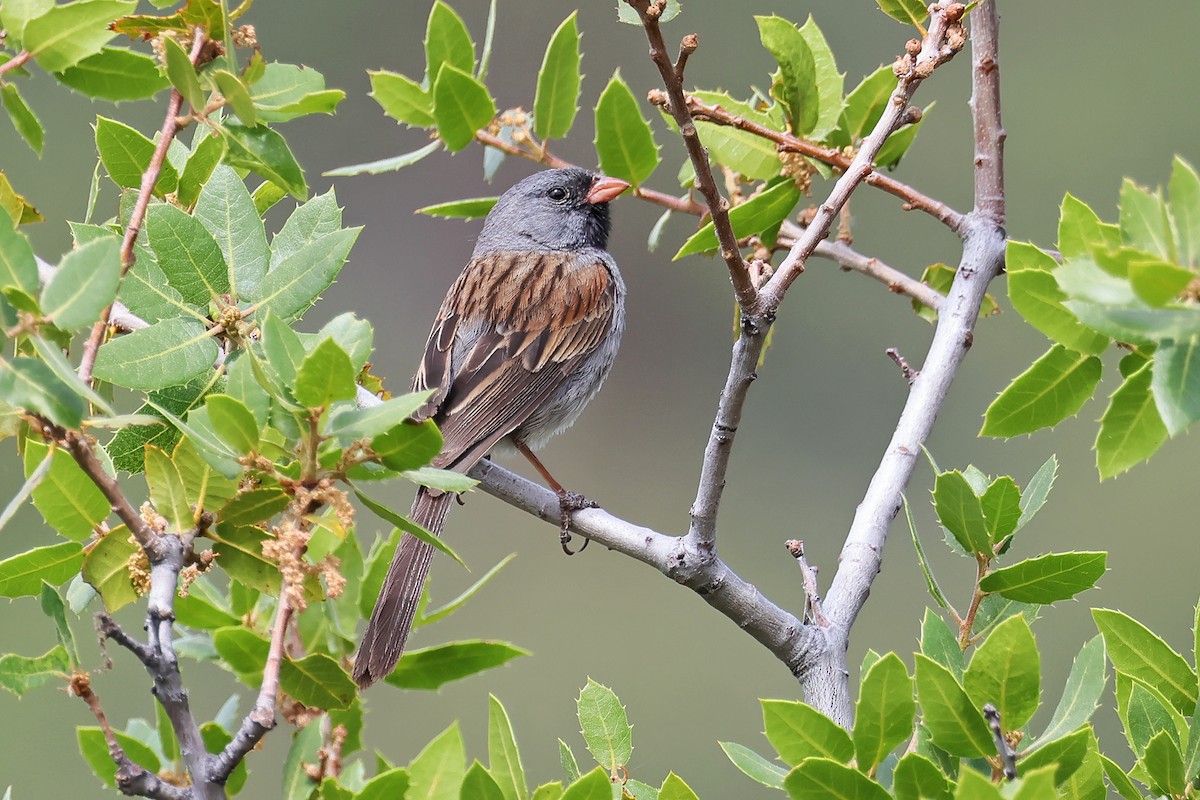 Black-chinned Sparrow - ML638162207