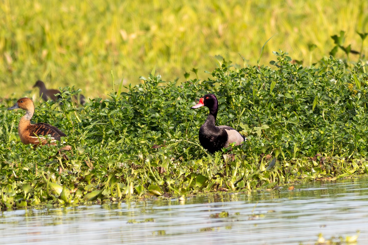 Rosy-billed Pochard - ML638162210