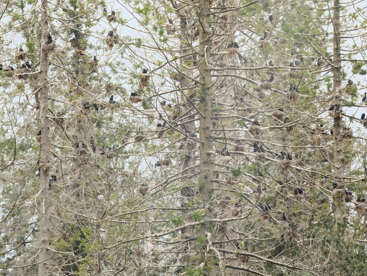 Double-crested Cormorant - ML638162212