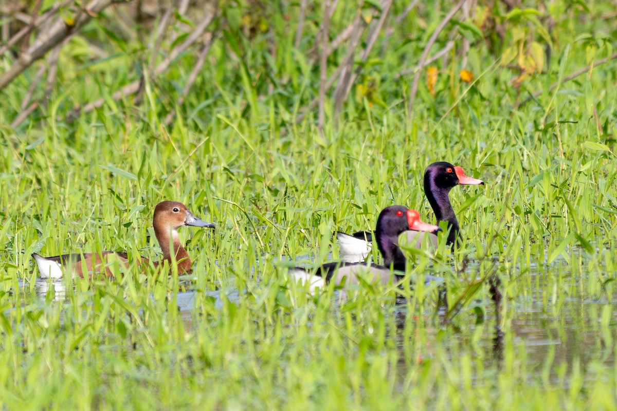Rosy-billed Pochard - ML638162215