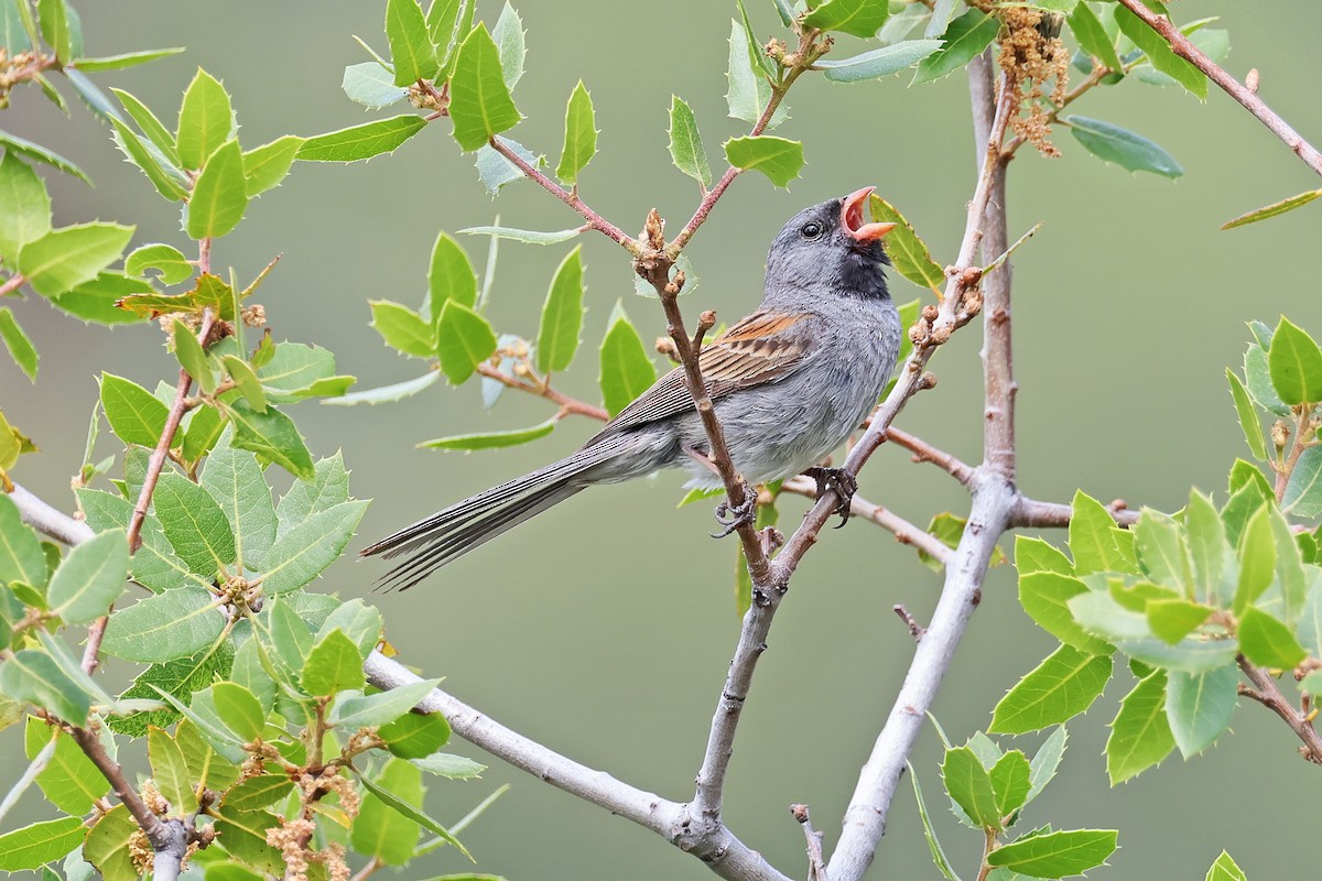 Black-chinned Sparrow - ML638162224