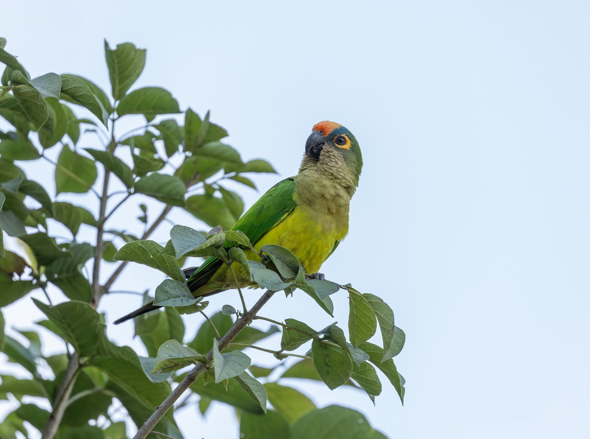 Peach-fronted Parakeet - ML638162232
