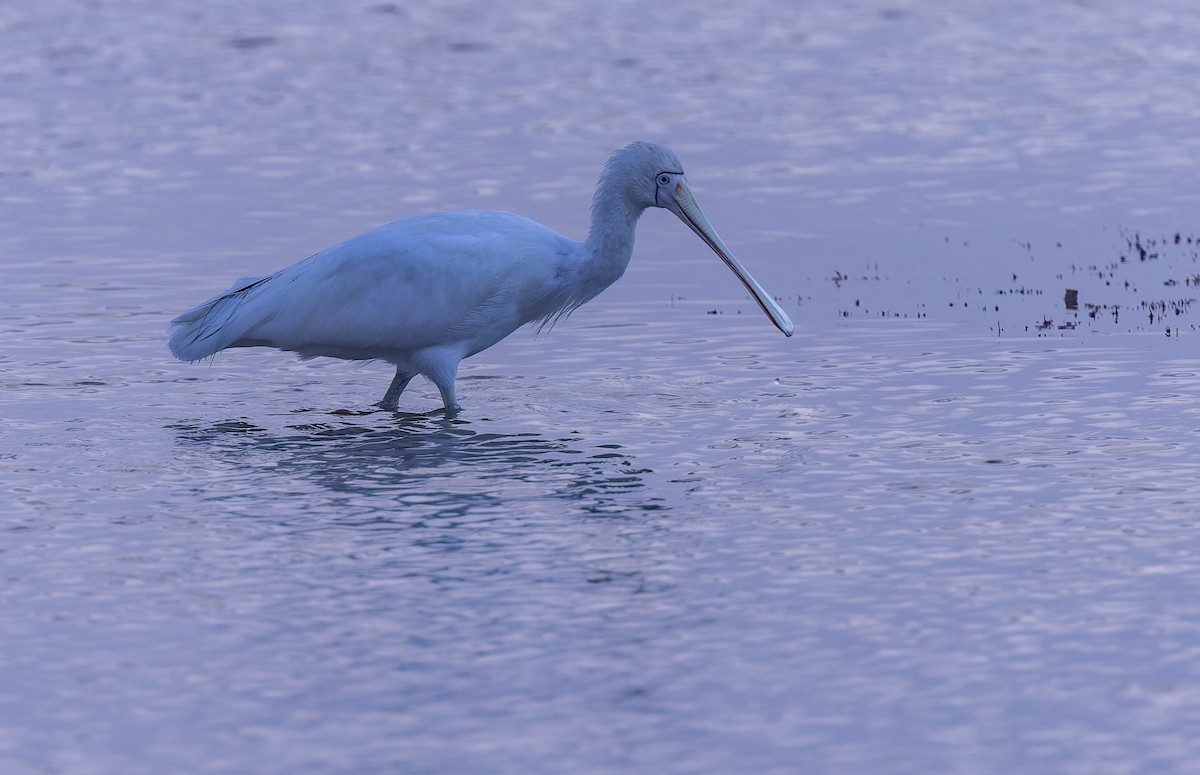 Yellow-billed Spoonbill - ML638162233