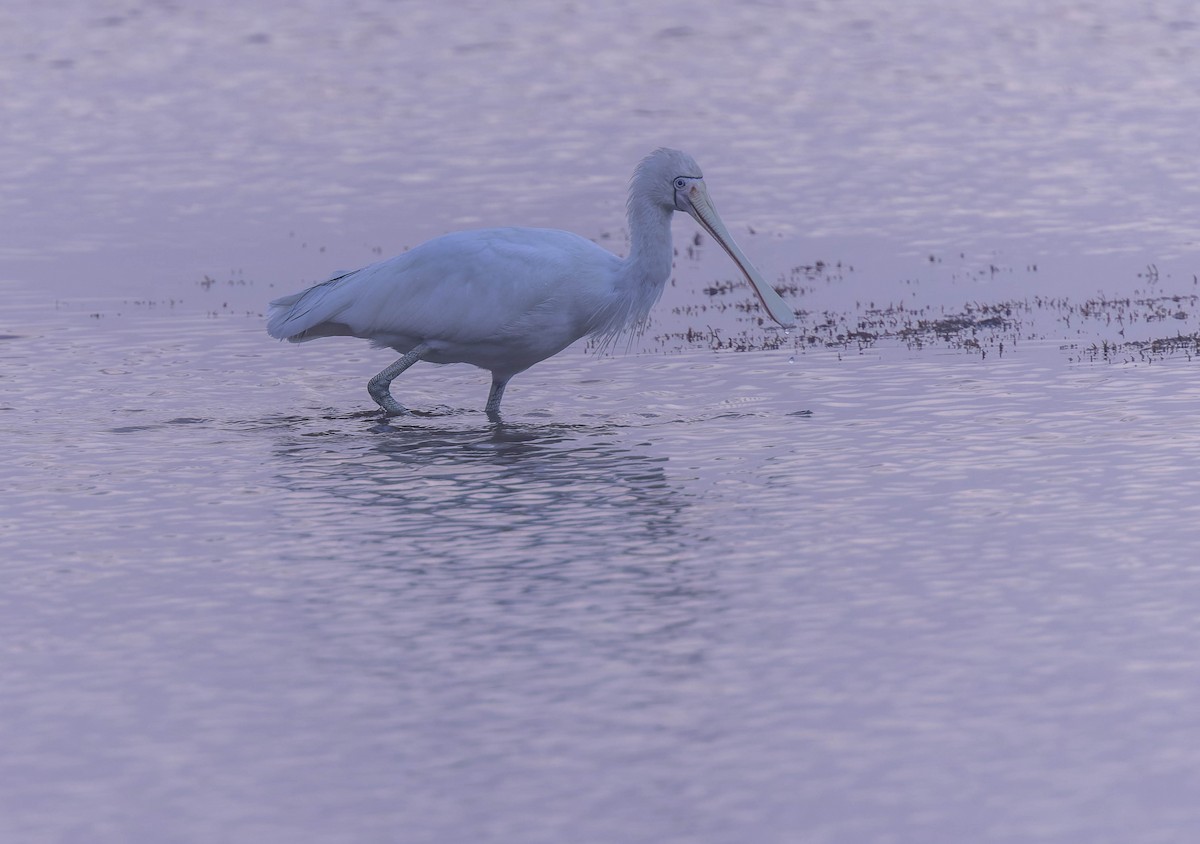 Yellow-billed Spoonbill - ML638162235