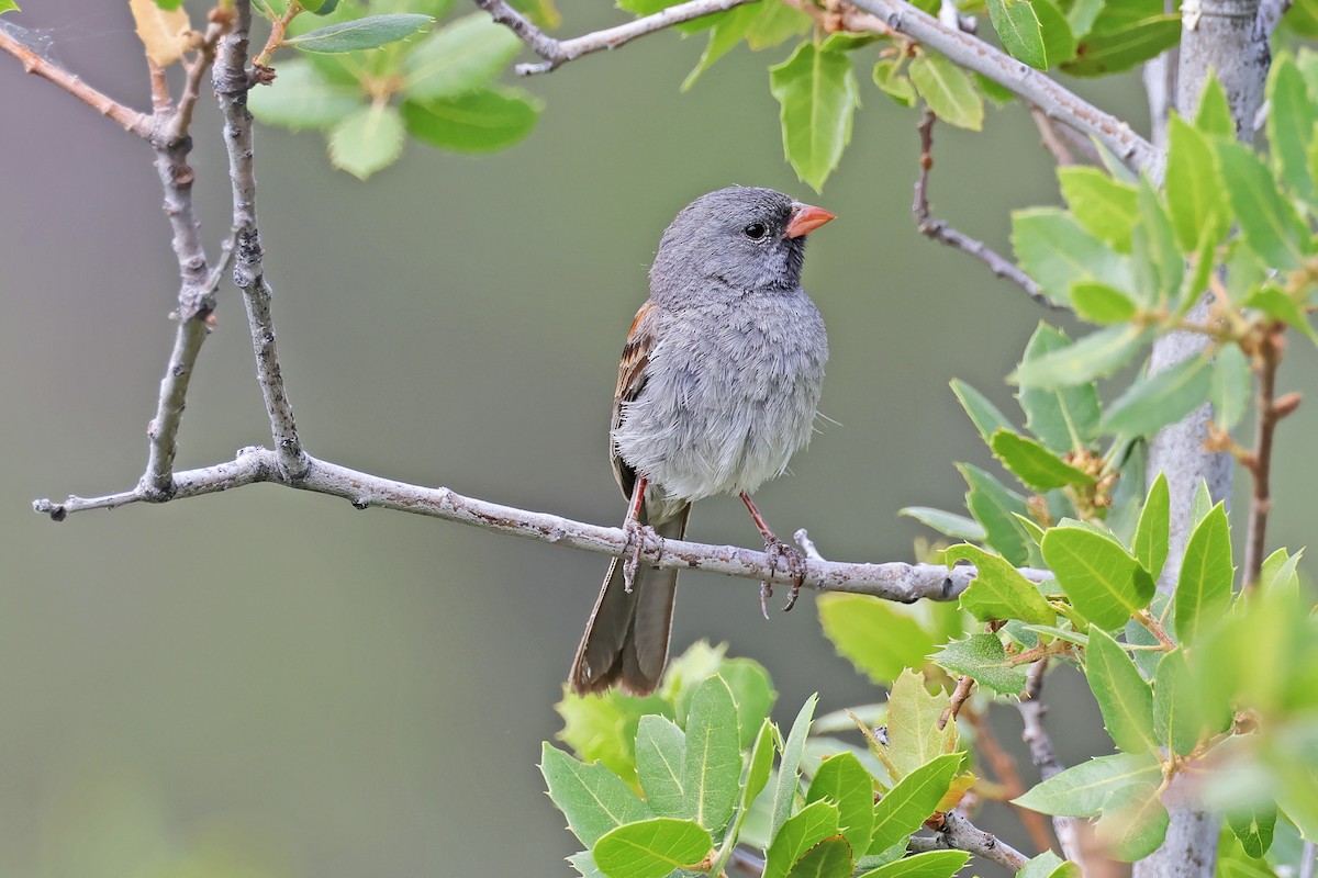 Black-chinned Sparrow - ML638162236