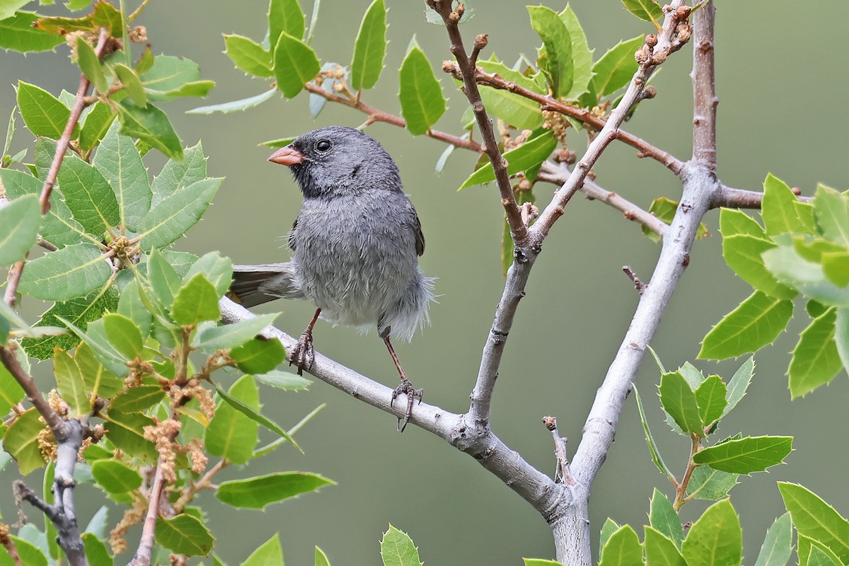 Black-chinned Sparrow - ML638162243