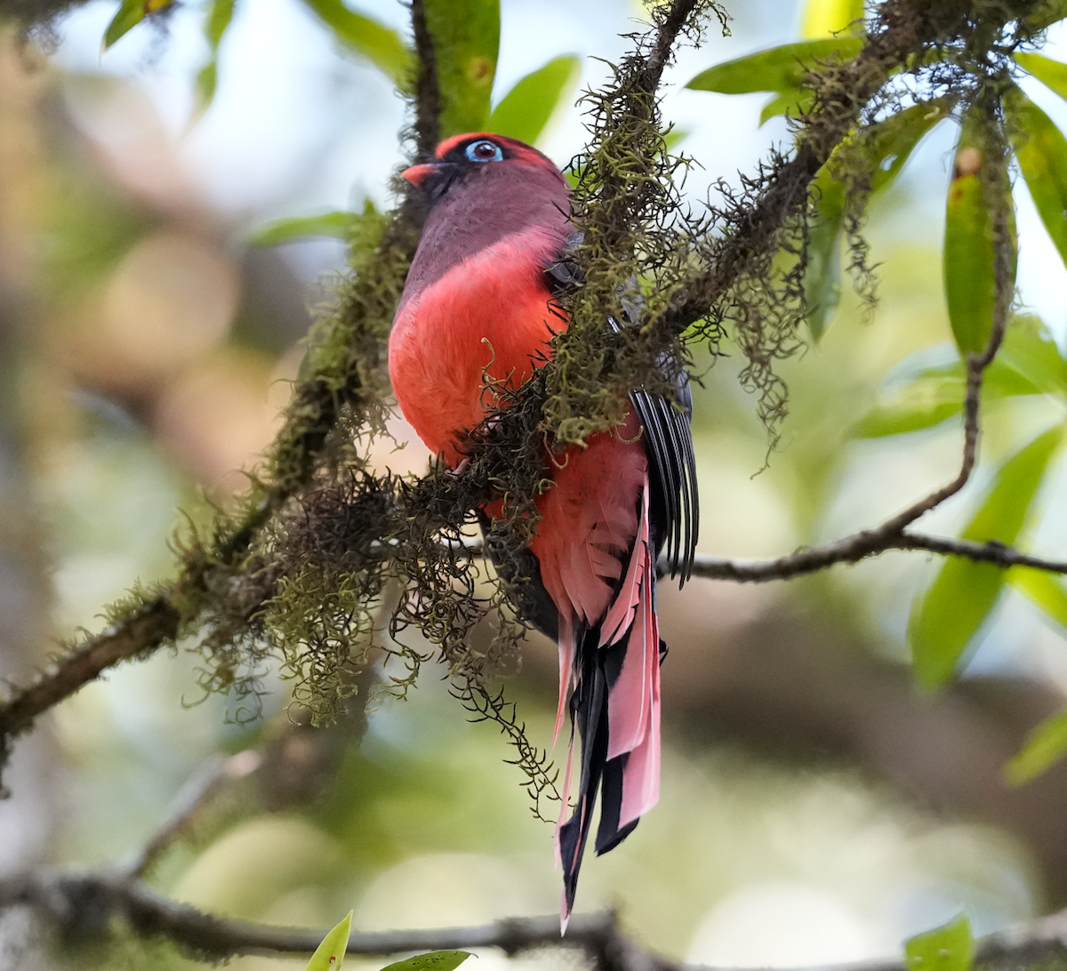 Ward's Trogon - ML638162251