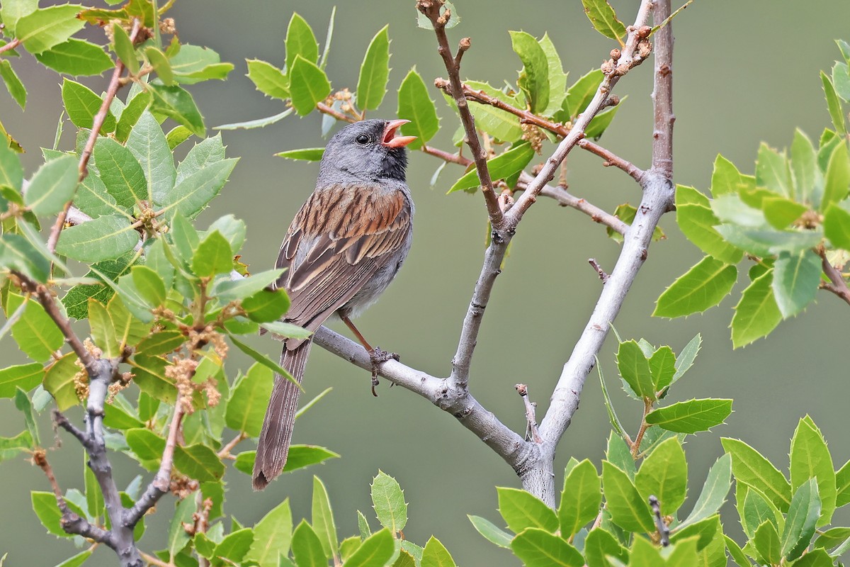 Black-chinned Sparrow - ML638162252
