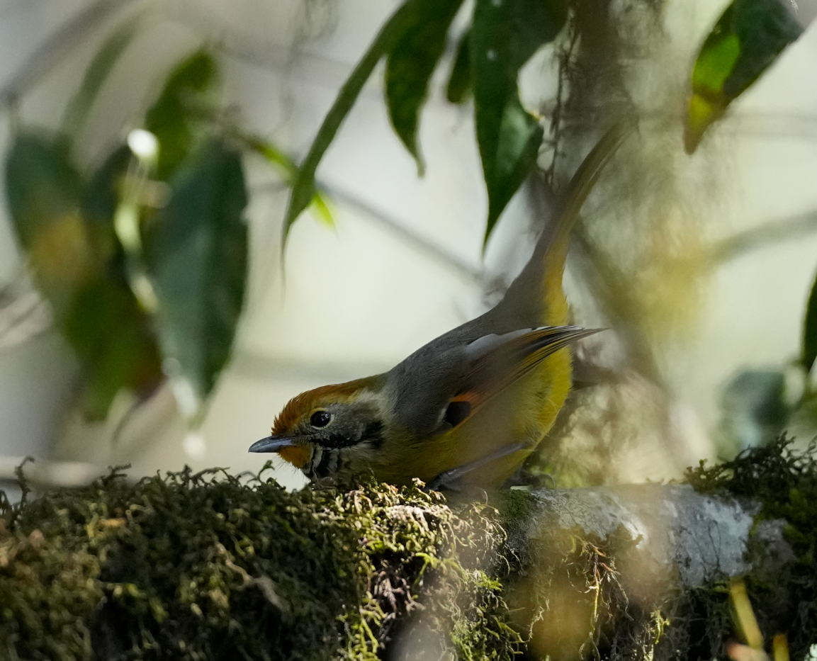 Chestnut-tailed Minla - ML638162253
