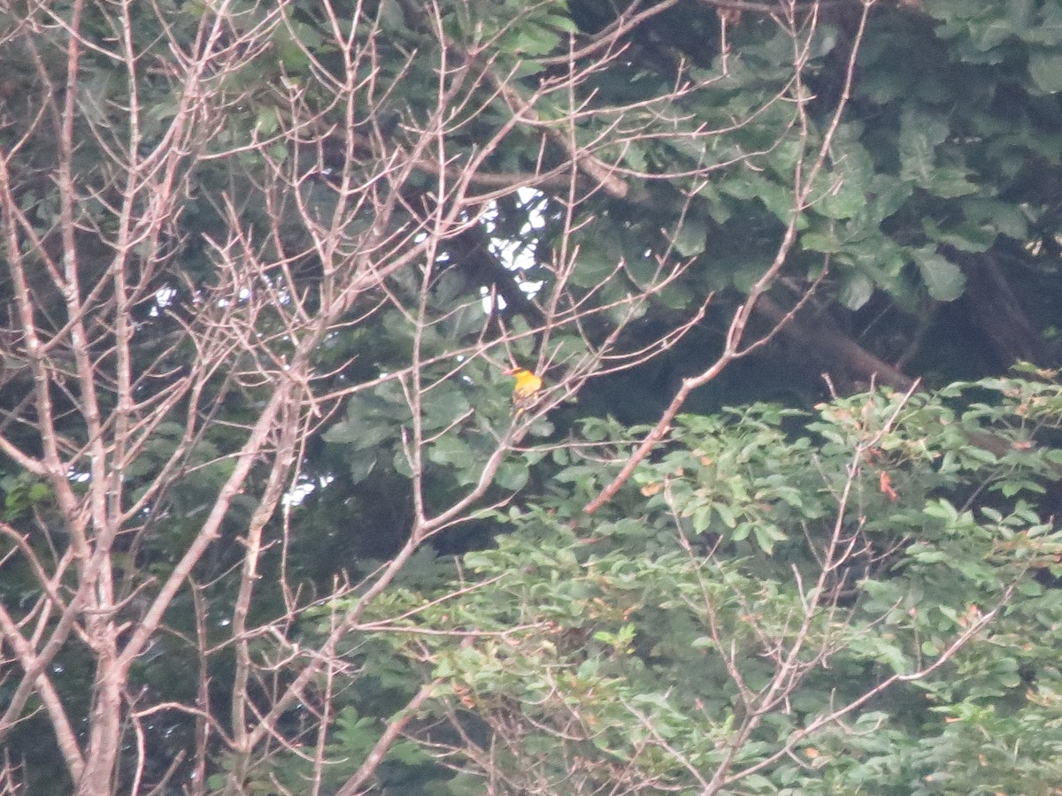 Black-naped Oriole - ML638162255
