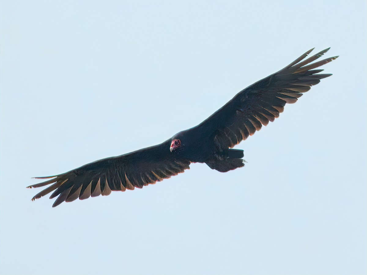 Turkey Vulture - ML638162256