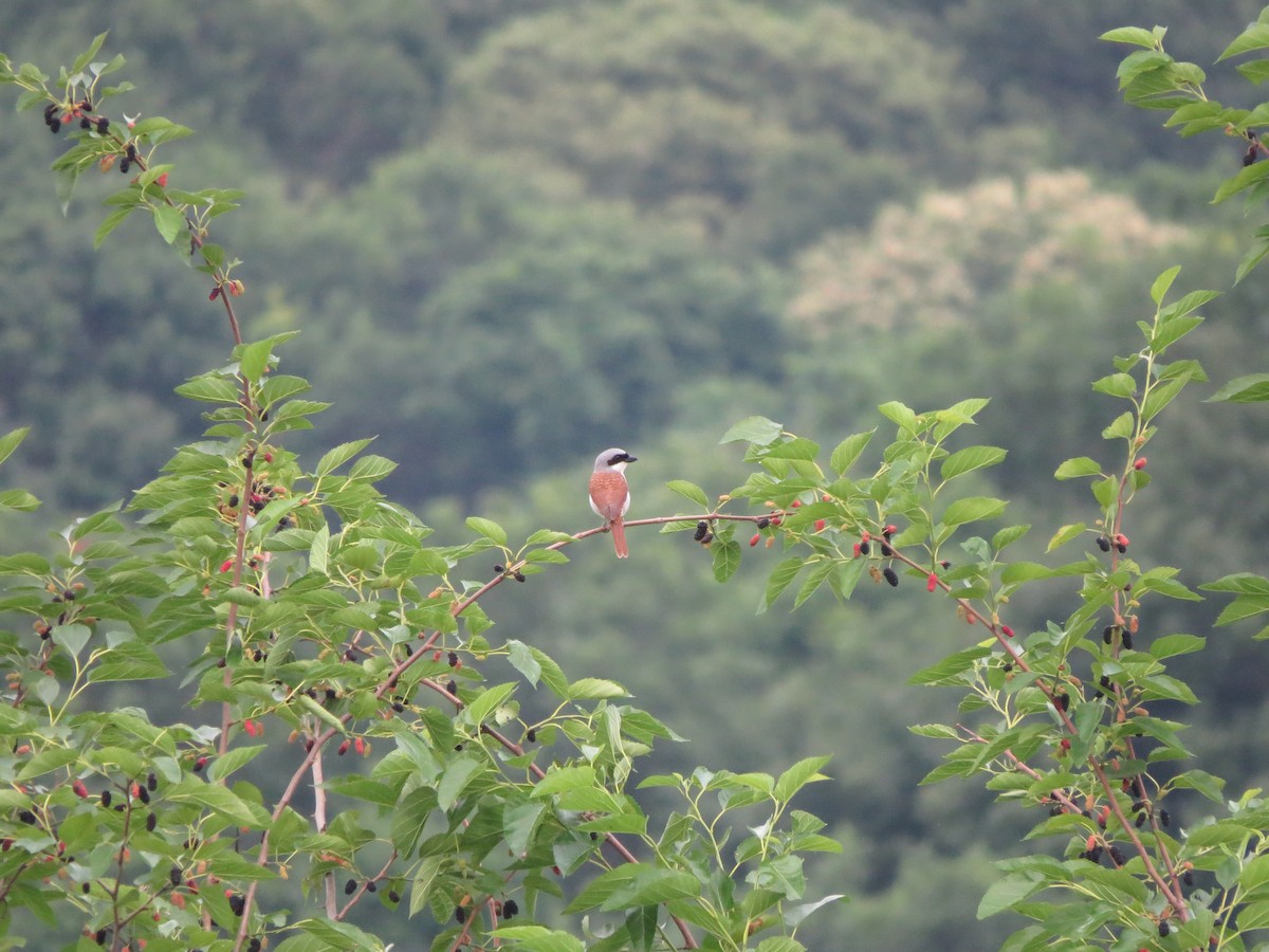 Tiger Shrike - ML638162257