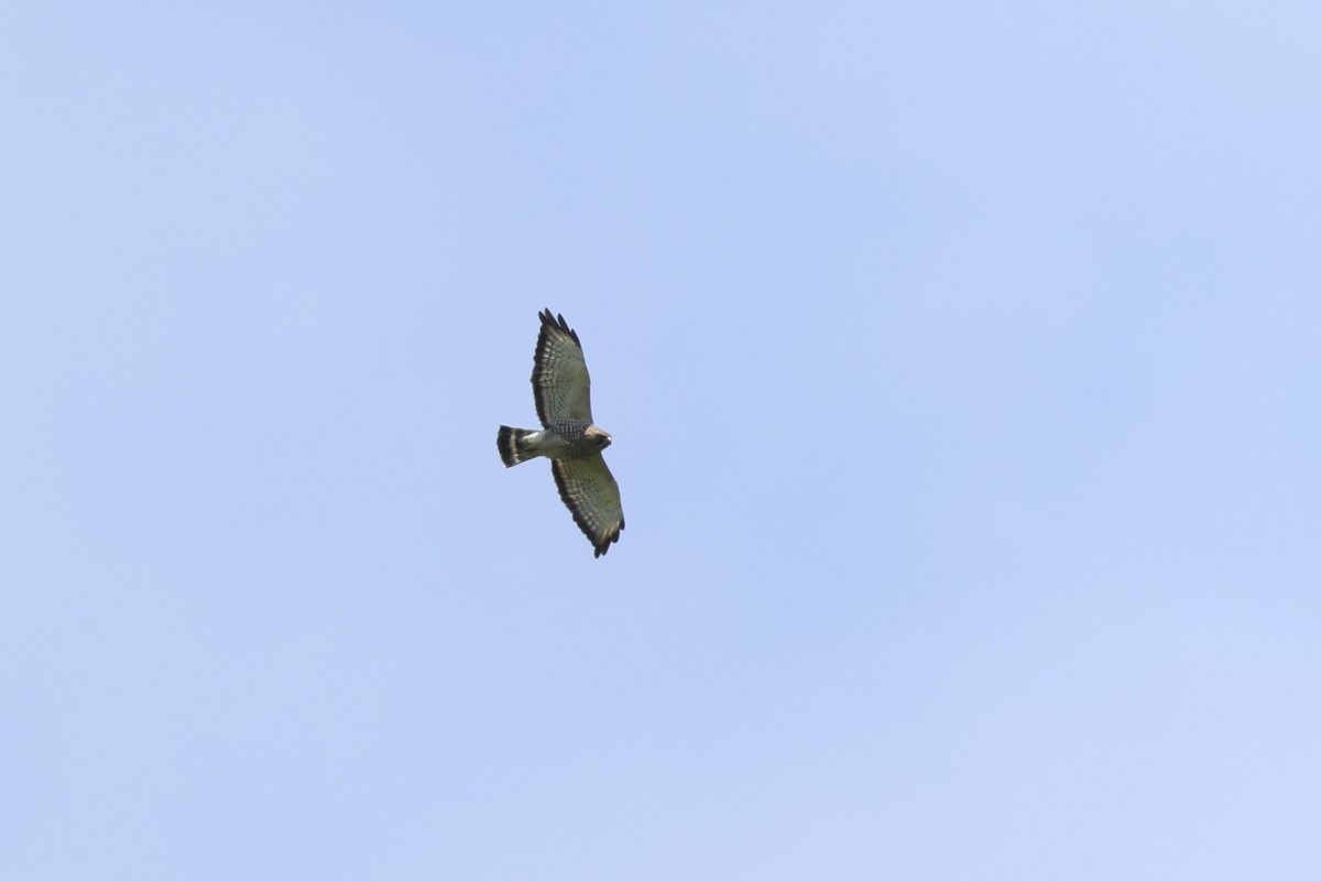 Broad-winged Hawk - ML638162269
