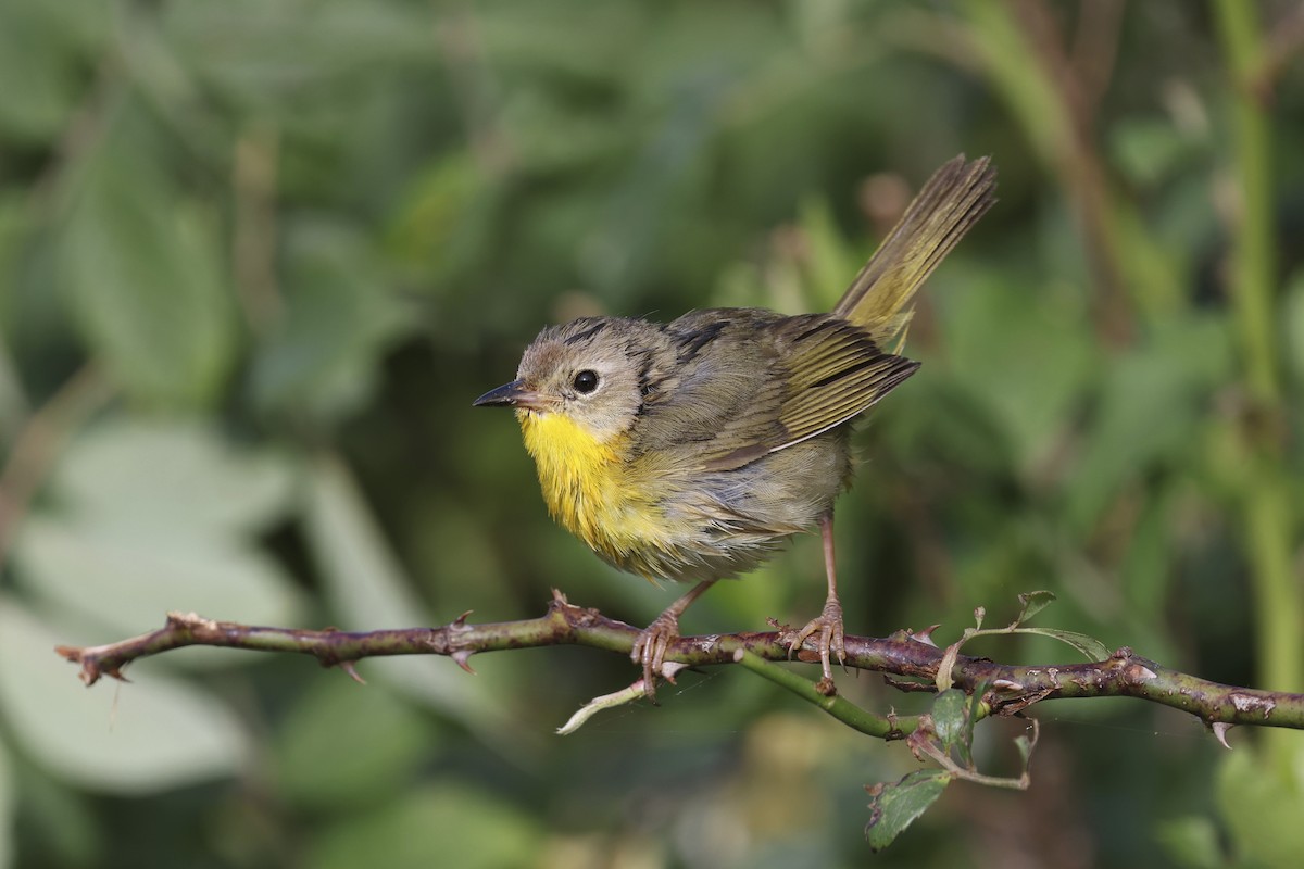 Common Yellowthroat - ML638162284