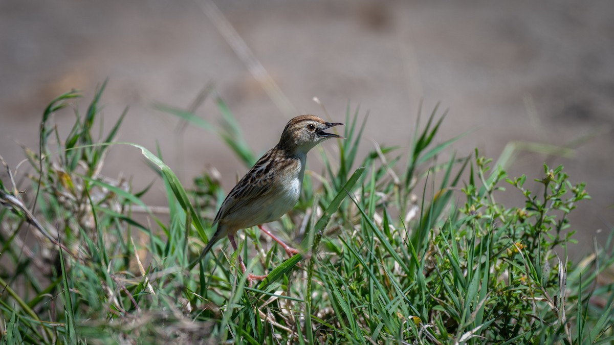 Pectoral-patch Cisticola - ML638162313